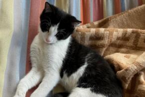 Avviso scomparsa Gatto Maschio , 0 anni Tentlingen Svizzera