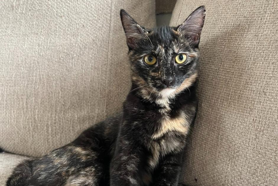 Avviso scomparsa Gatto  Femmina , 0 anni La Hulpe Belgio