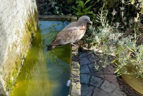 Avviso Ritrovamento Uccello Non conosciuta Maurepas Francia