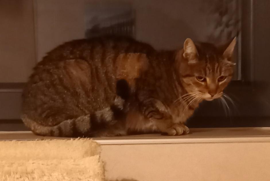 Avviso scomparsa Gatto Femmina , 9 anni Manage Belgio