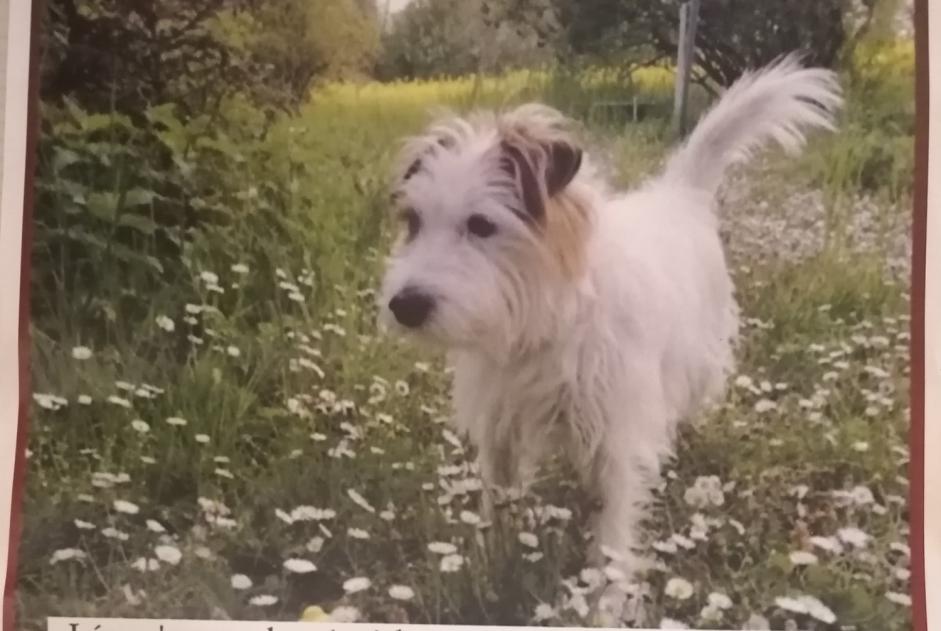 Avviso scomparsa Cane  Maschio , 9 anni Chêne-Bourg Svizzera