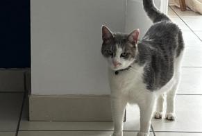 Avviso scomparsa Gatto Maschio , 11 anni Le Petit-Quevilly Francia