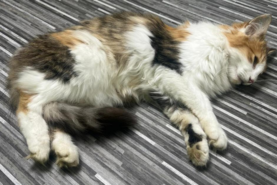 Avviso Ritrovamento Gatto  Femmina Vuiteboeuf Svizzera