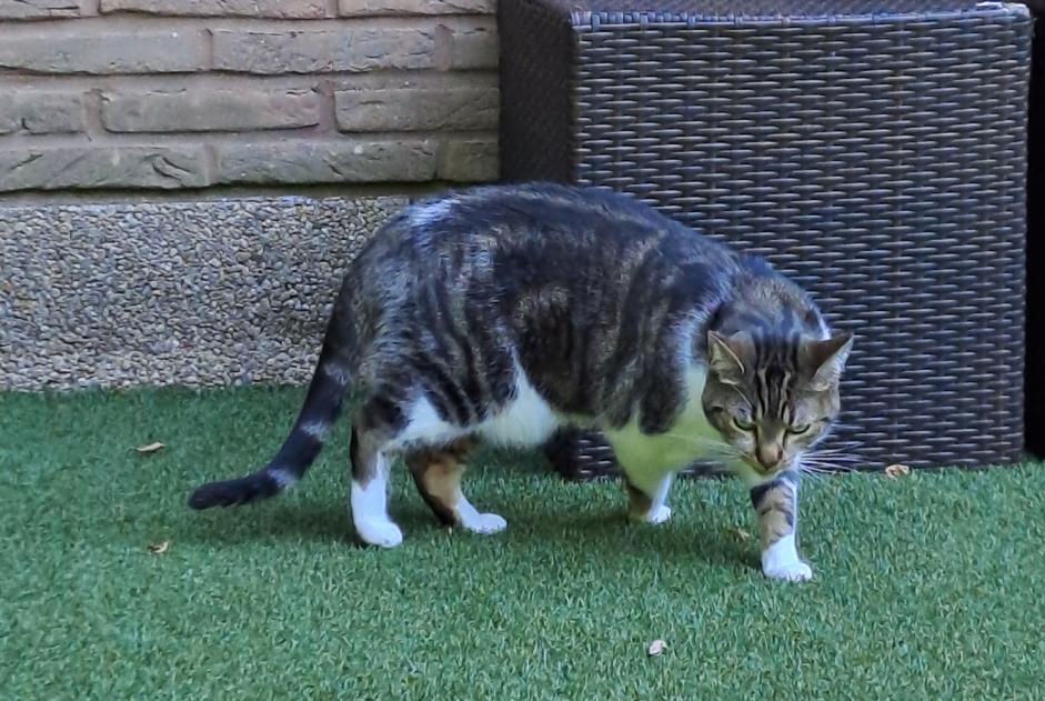 Avviso scomparsa Gatto incrocio di razze Femmina , 3 anni Woluwe-Saint-Pierre Belgio