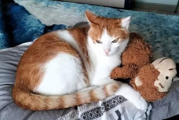 Avviso scomparsa Gatto incrocio di razze Maschio , 10 anni Saint-Laurent-sur-Mer Francia