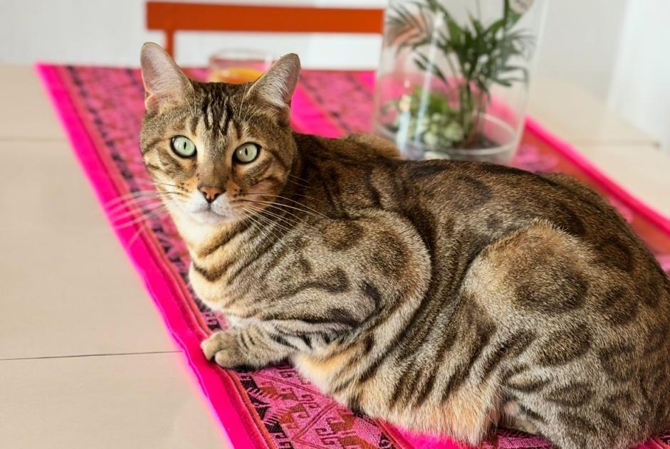 Avviso scomparsa Gatto  Maschio , 3 anni Solliès-Toucas Francia