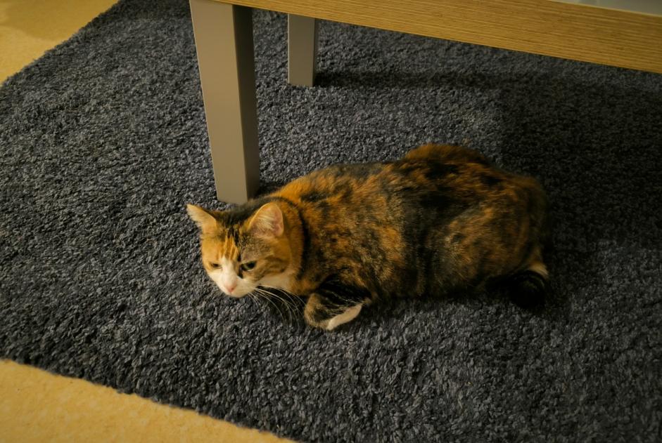 Avviso scomparsa Gatto Femmina , 3 anni Orléans Francia