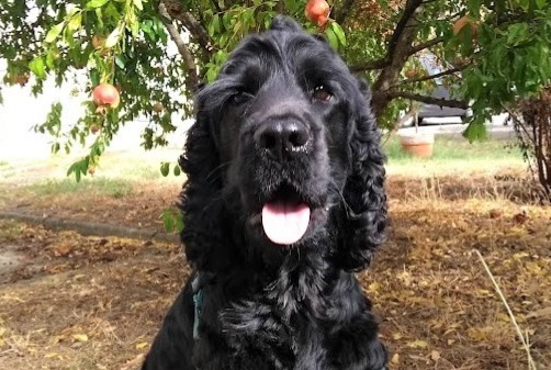 Avviso scomparsa Cane  Maschio , 4 anni Seysses Francia