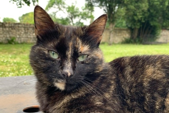 Avviso scomparsa Gatto Femmina , 5 anni Saint-Amant-de-Boixe Francia