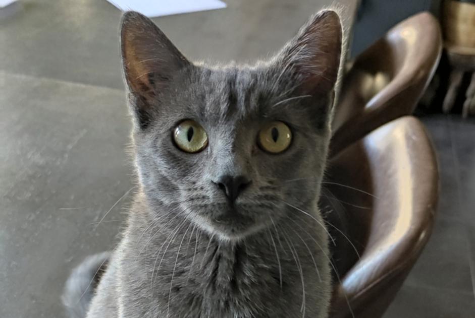 Avviso scomparsa Gatto Femmina , 0 anni Hendaye Francia