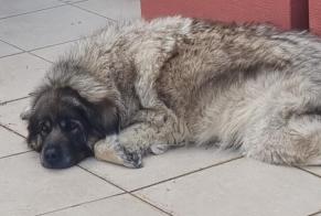 Avviso scomparsa Cane  Femmina , 8 anni Benisa Spagna