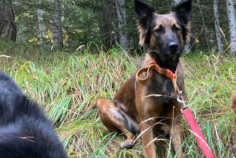 Avviso scomparsa Cane incrocio di razze Femmina , 2 anni Châteauroux-les-Alpes Francia