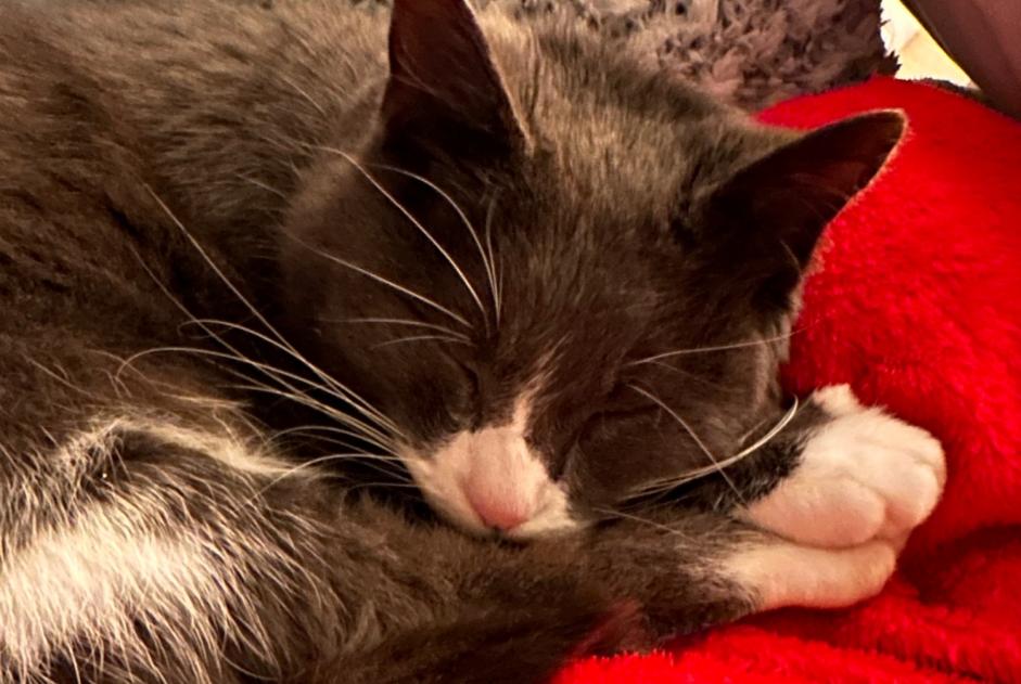 Avviso scomparsa Gatto Femmina , 8 anni Bures-sur-Yvette Francia