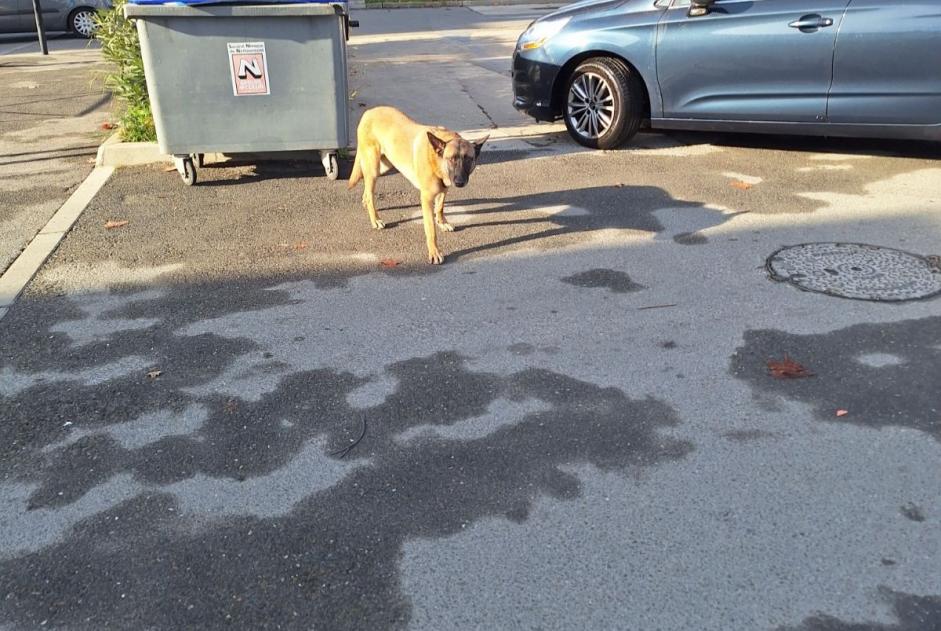 Avviso Ritrovamento Cane  Maschio Nîmes Francia