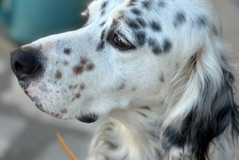 Avviso scomparsa Cane  Maschio , 6 anni Huismes Francia