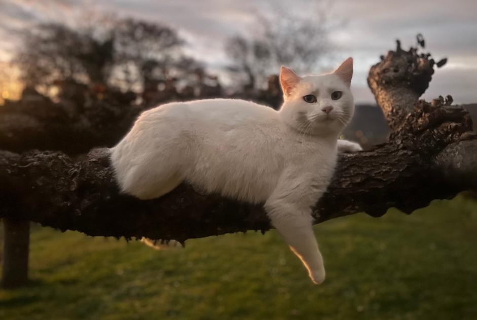 Avviso scomparsa Gatto  Femmina , 6 anni Menthonnex-en-Bornes Francia