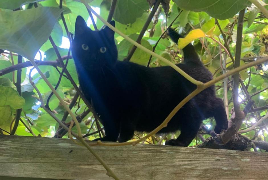 Avviso scomparsa Gatto incrocio di razze Femmina , 7 anni Coray Francia