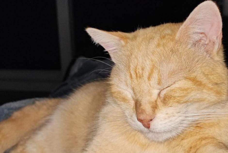 Avviso scomparsa Gatto Maschio , 8 anni Violaines Francia