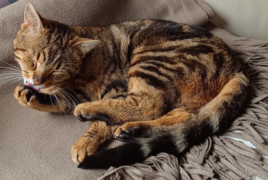 Avviso scomparsa Gatto Maschio , 2 anni Marchiennes Francia