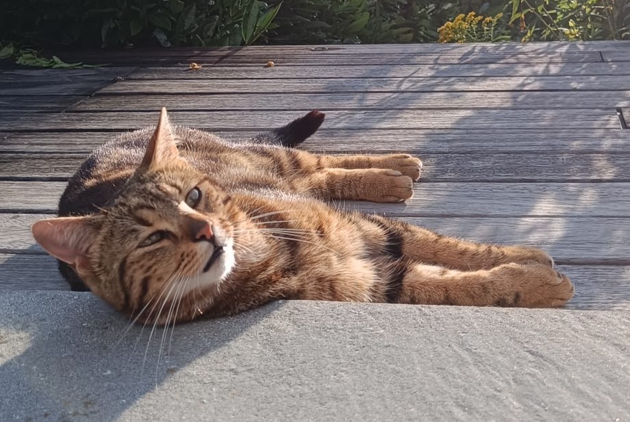 Avviso scomparsa Gatto Maschio , 2 anni Marchiennes Francia