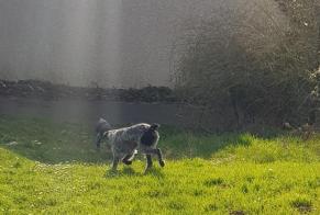 Avviso Ritrovamento Cane  Non conosciuta Cormeilles-en-Parisis Francia