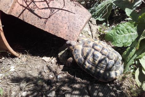 Verdwijningsalarm Schildpad Mannetje La Roche-sur-Yon Frankrijk