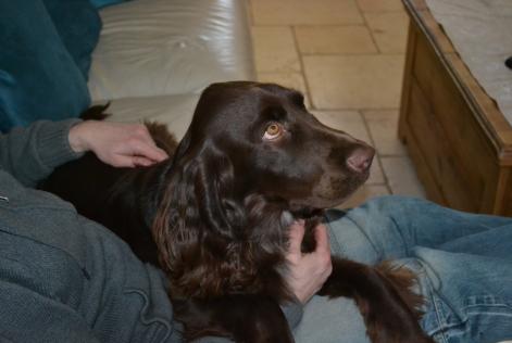 Verdwijningsalarm Hond  Mannetje , 6 jaar Savigny-le-Temple Frankrijk