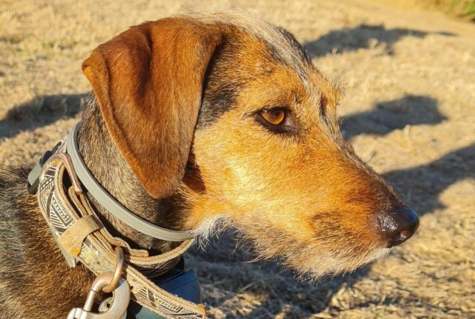 Verdwijningsalarm Hond rassenvermenging Vrouwtje , 6 jaar Stotzheim Frankrijk