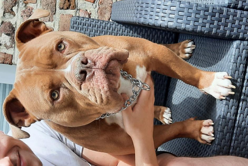 Verdwijningsalarm Hond rassenvermenging Mannetje , 3 jaar Marchin België