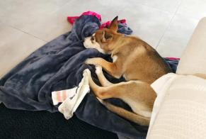 Ontdekkingsalarm Hond rassenvermenging Mannetje , Tussen 4 en 6 maanden Charleroi België