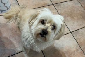 Verdwijningsalarm Hond  Mannetje , 10 jaar Saint-Bonnet-de-Mure Frankrijk