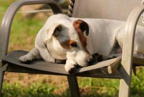 Verdwijningsalarm Hond  Mannetje , 13 jaar Gabaston Frankrijk