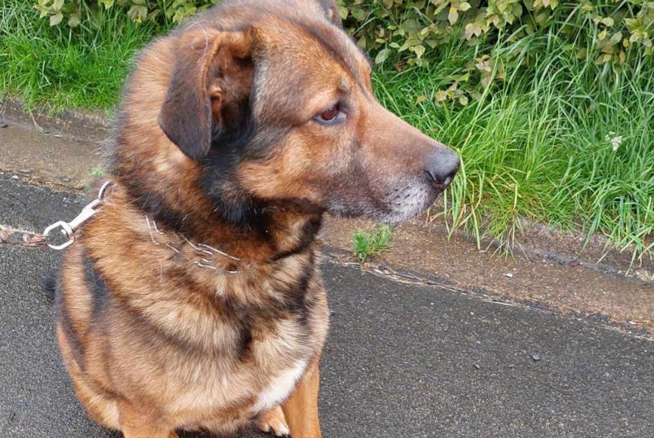 Verdwijningsalarm Hond rassenvermenging Mannetje , 6 jaar Arlon België