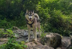 Verdwijningsalarm Hond  Vrouwtje , 5 jaar Les Deserts Frankrijk