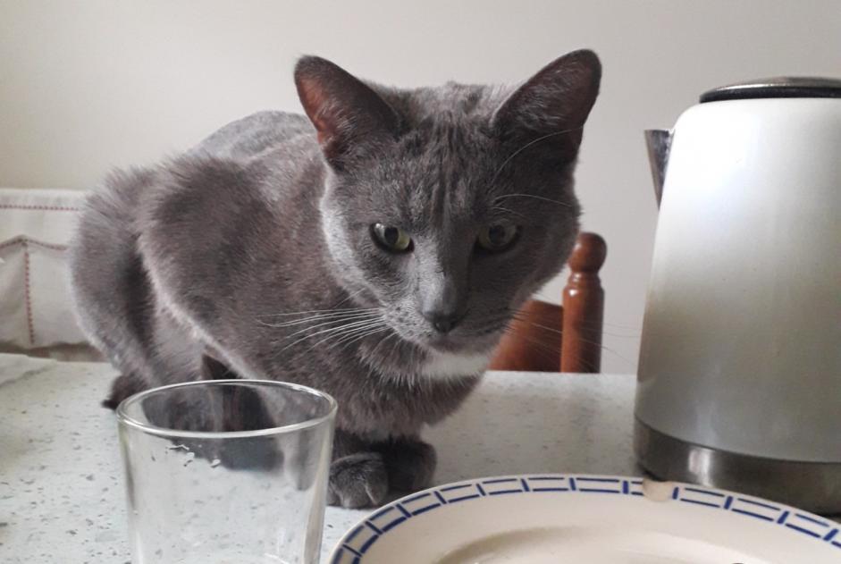 Verdwijningsalarm Kat  Mannetje , 2 jaar Bourges Frankrijk