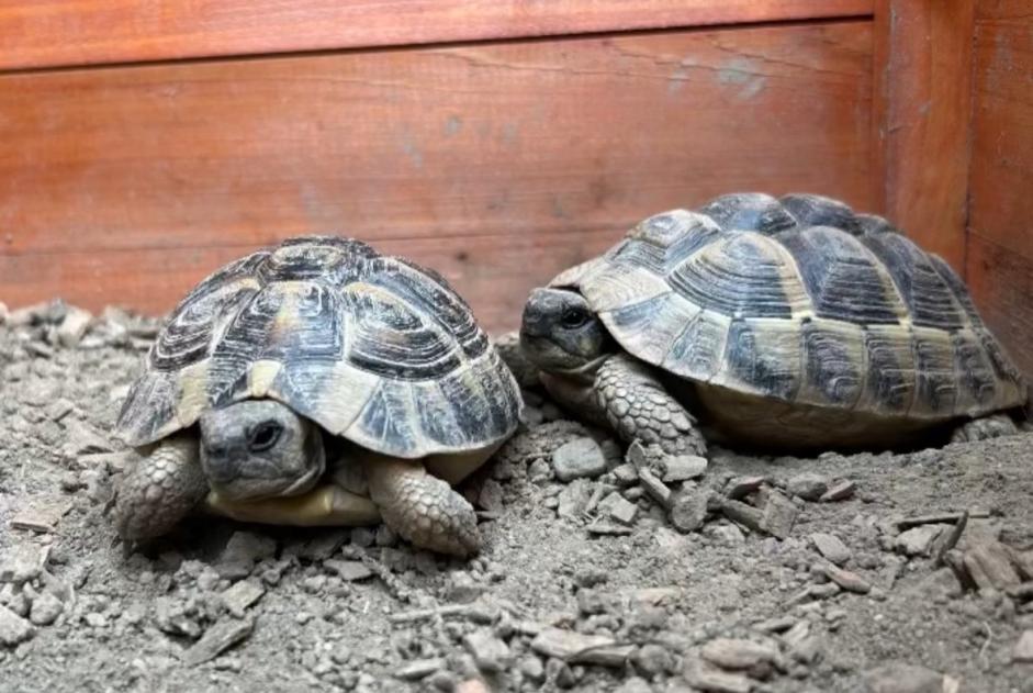 Verdwijningsalarm Schildpad Mannetje , 2024 jaar Collombey-Muraz Zwitserland