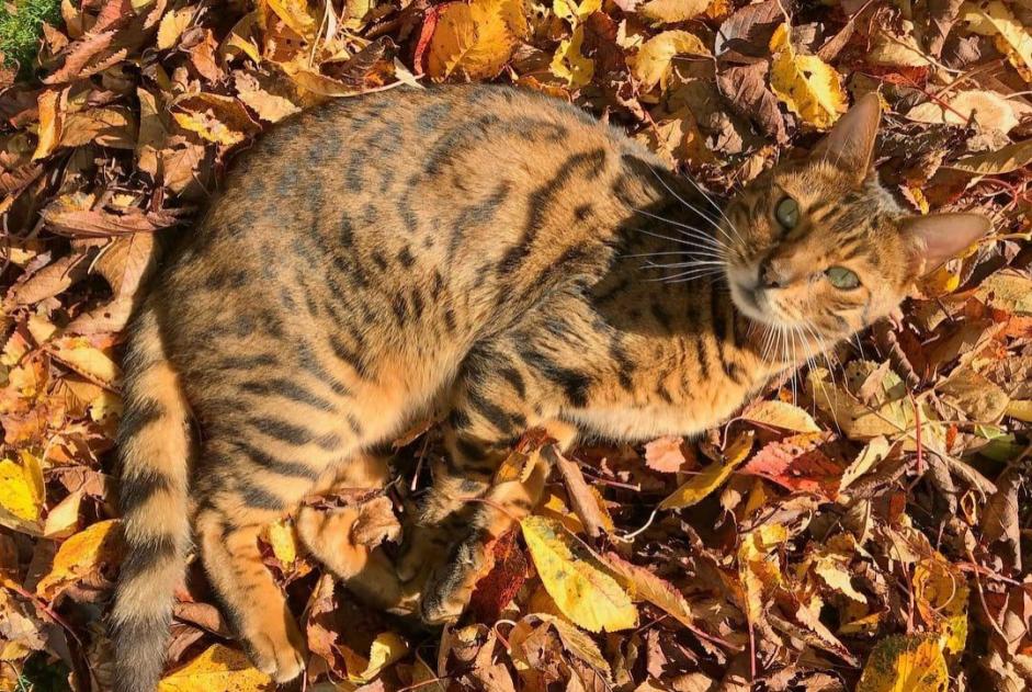 Verdwijningsalarm Kat  Mannetje , 13 jaar Lucens Zwitserland