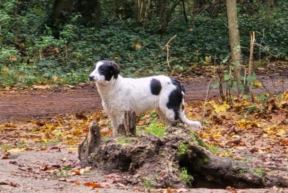 Ontdekkingsalarm Hond rassenvermenging Onbekend Vincennes Frankrijk