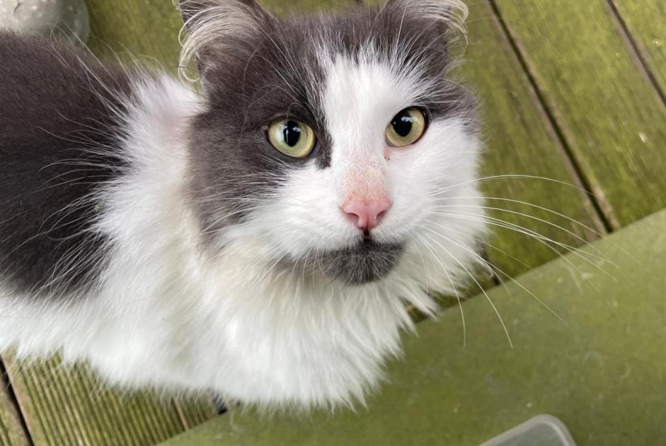 Ontdekkingsalarm Kat Mannetje , 1 jaar Celles België