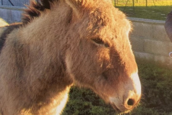 Verdwijningsalarm Paard Mannetje , 2024 jaar Retournac Frankrijk