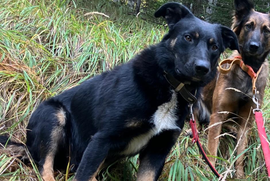 Verdwijningsalarm Hond rassenvermenging Mannetje , 1 jaar Châteauroux-les-Alpes Frankrijk