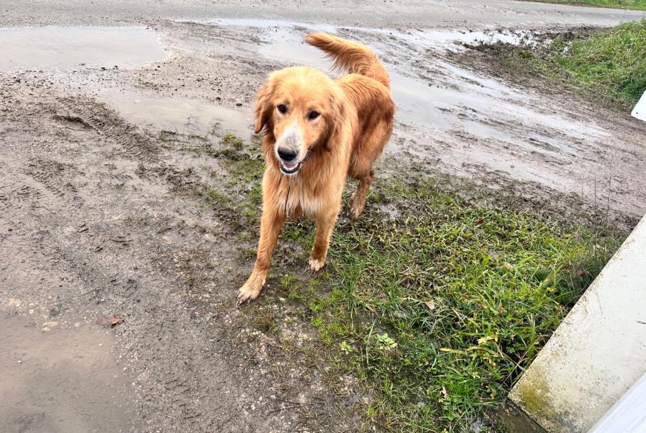 Ontdekkingsalarm Hond rassenvermenging Onbekend Nassiet Frankrijk