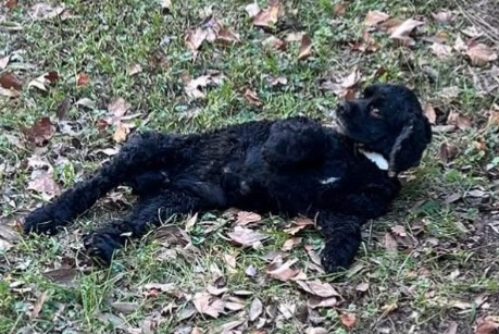 Verdwijningsalarm Hond  Mannetje , 10 jaar Avignon Frankrijk