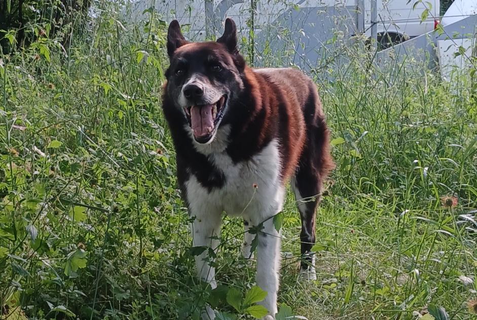 Verdwijningsalarm Hond rassenvermenging Mannetje , 12 jaar Estadens Frankrijk