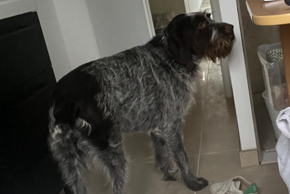 Verdwijningsalarm Hond  Mannetje , 5 jaar Leulinghen-Bernes Frankrijk