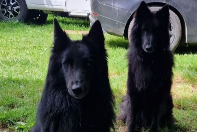 Verdwijningsalarm Hond  Mannetje , 5 jaar Corbelin Frankrijk