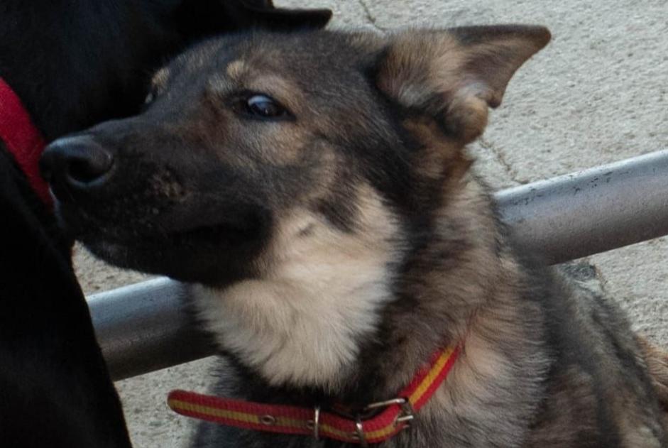 Verdwijningsalarm Hond  Mannetje , 1 jaar Alhaurín el Grande Spanje