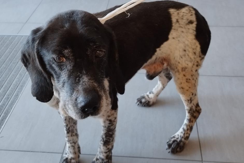 Ontdekkingsalarm Hond rassenvermenging Mannetje Montsenelle Frankrijk