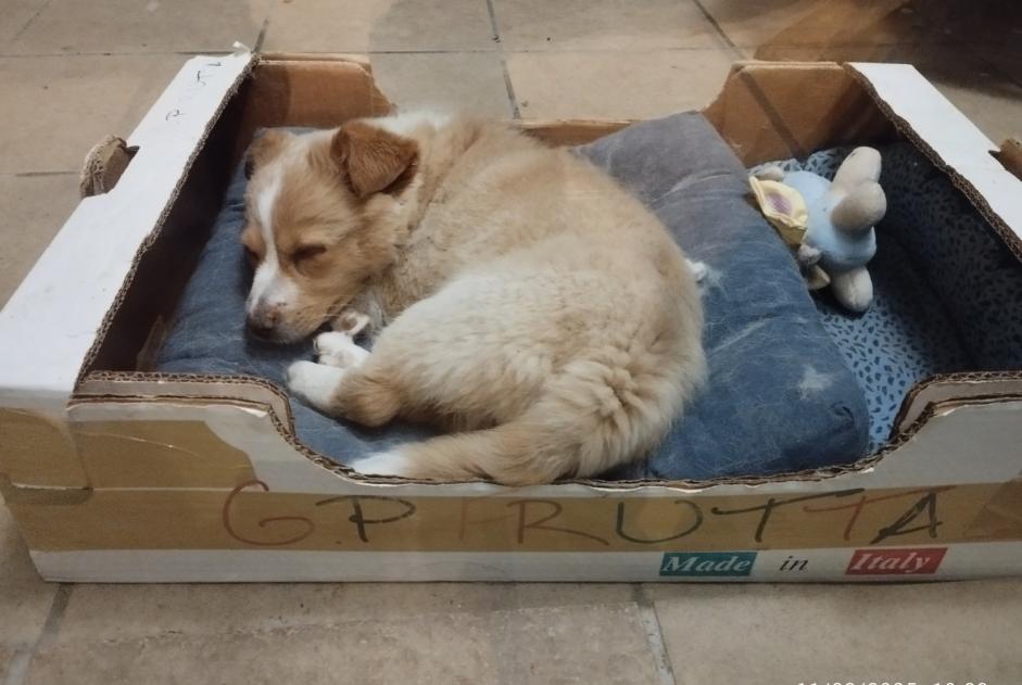 Ontdekkingsalarm Hond Mannetje Faux-en-Périgord Frankrijk