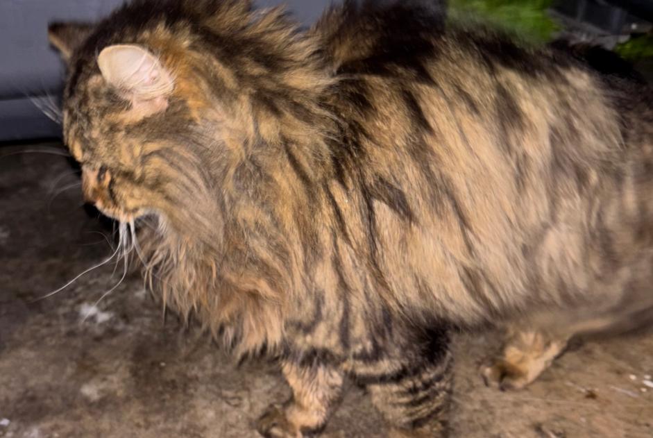 Ontdekkingsalarm Kat Onbekend Carrières-sous-Poissy Frankrijk